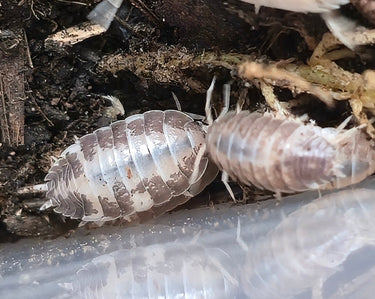 Porcellio Laevis Milk Back Isopods